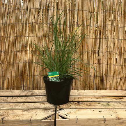 Pennisetum alopecuroides hameln