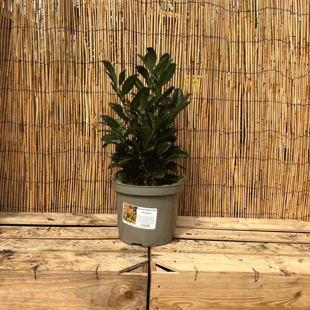 Prunus lauracerasus bonaparte