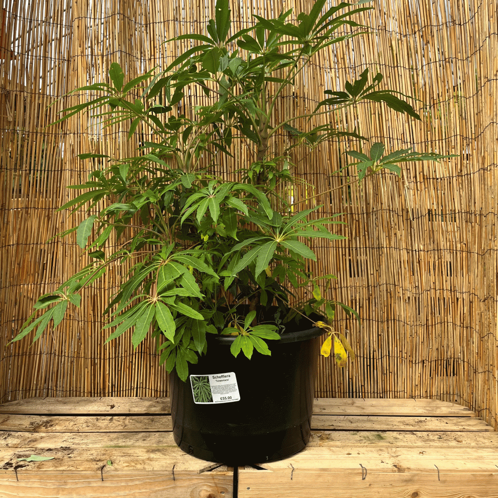 Schefflera taiwaniana