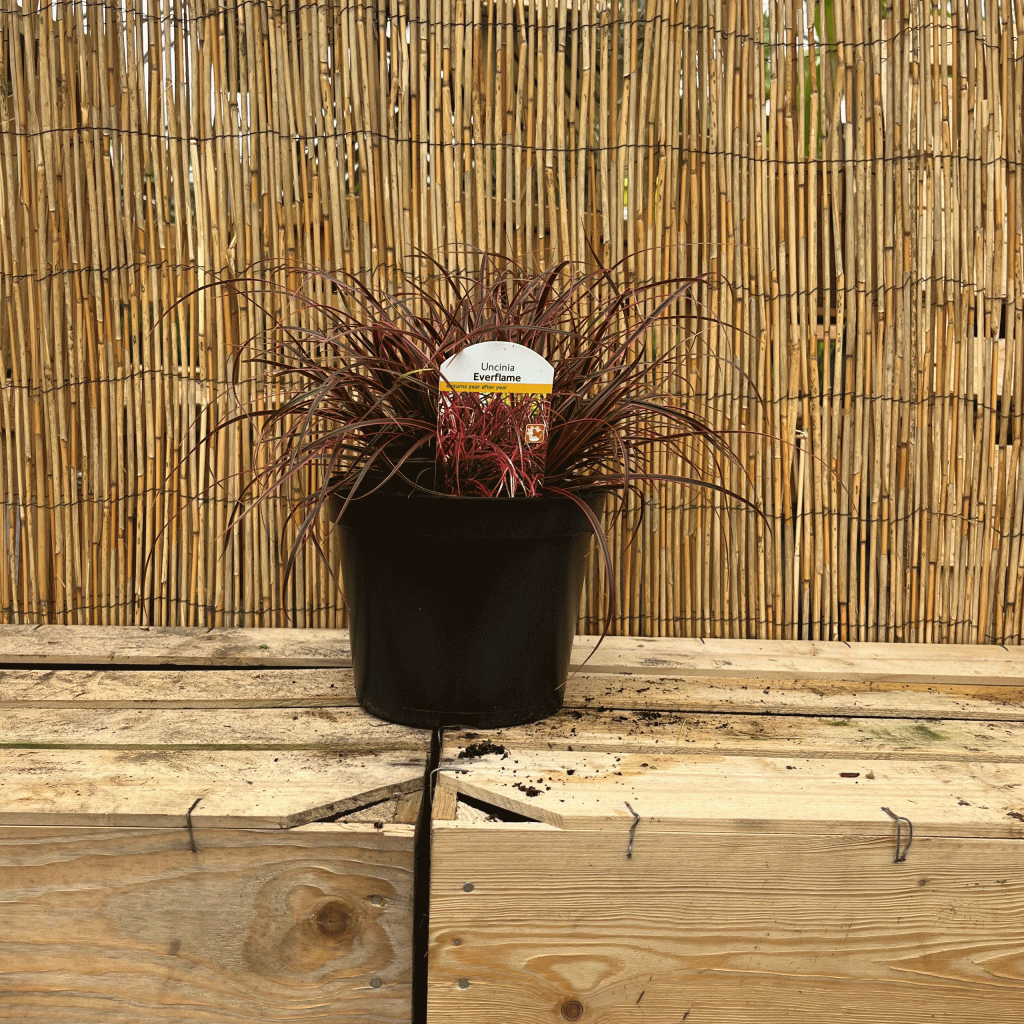 Uncinia rubra everflame