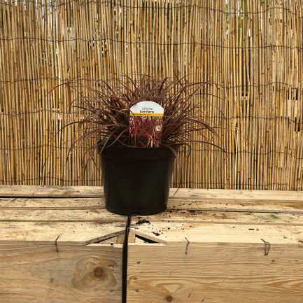 Uncinia rubra everflame