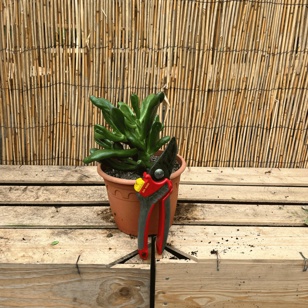 crassula horntree tricolor