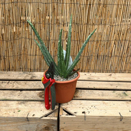 Aloe