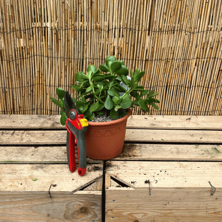Crassula ovata