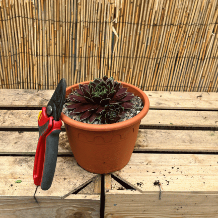Sempervivium