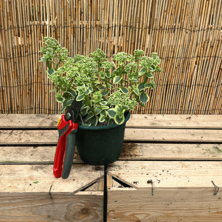Sedum