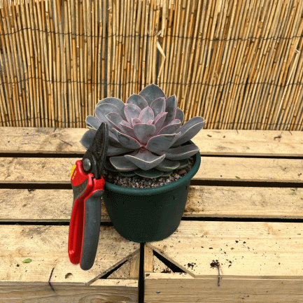 echeveria 'pearl of nurnberg'