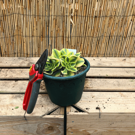 Aeonium starburst