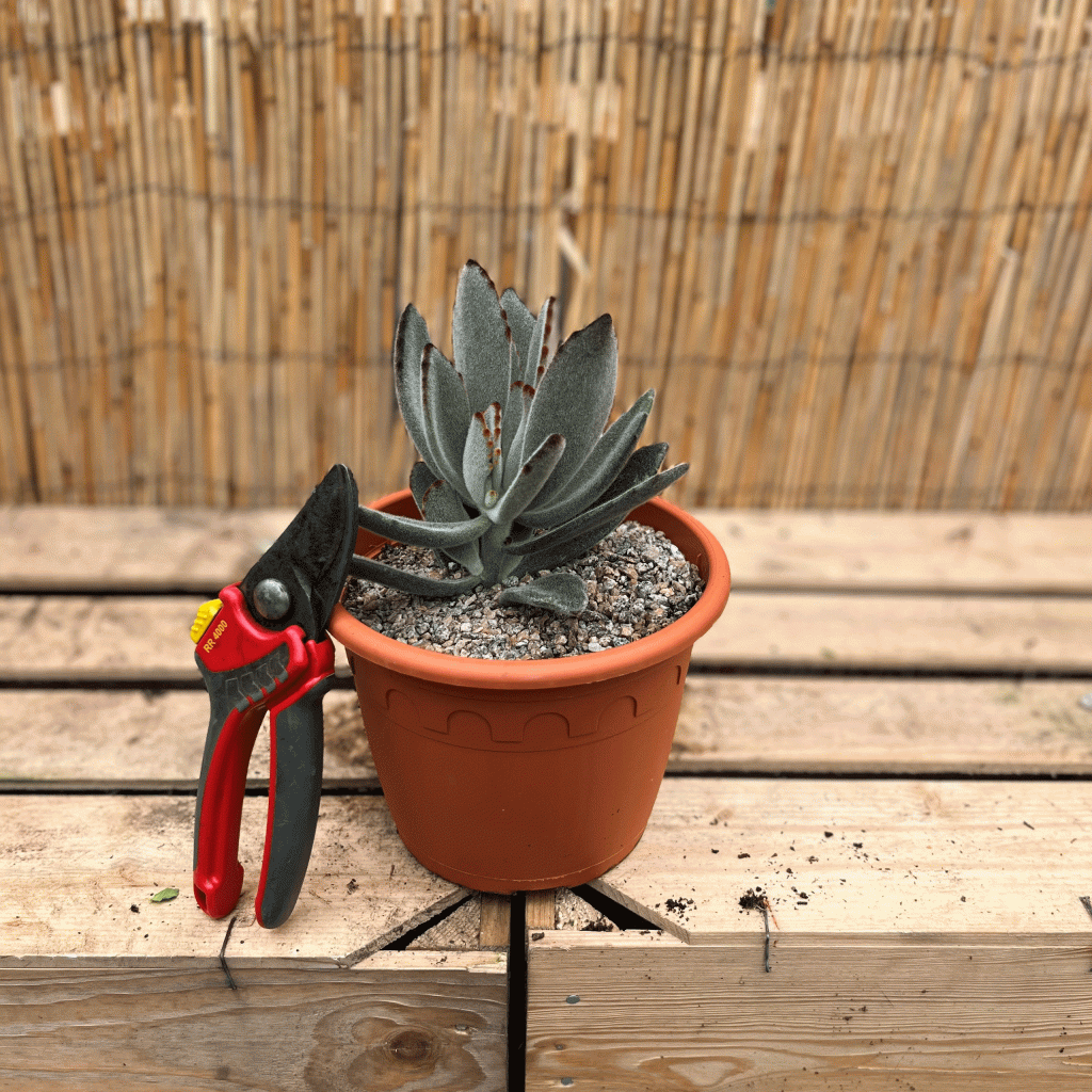 Kalanchoe tomentosa