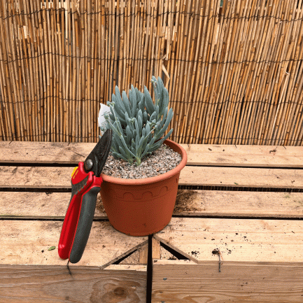 Senecio Serpens