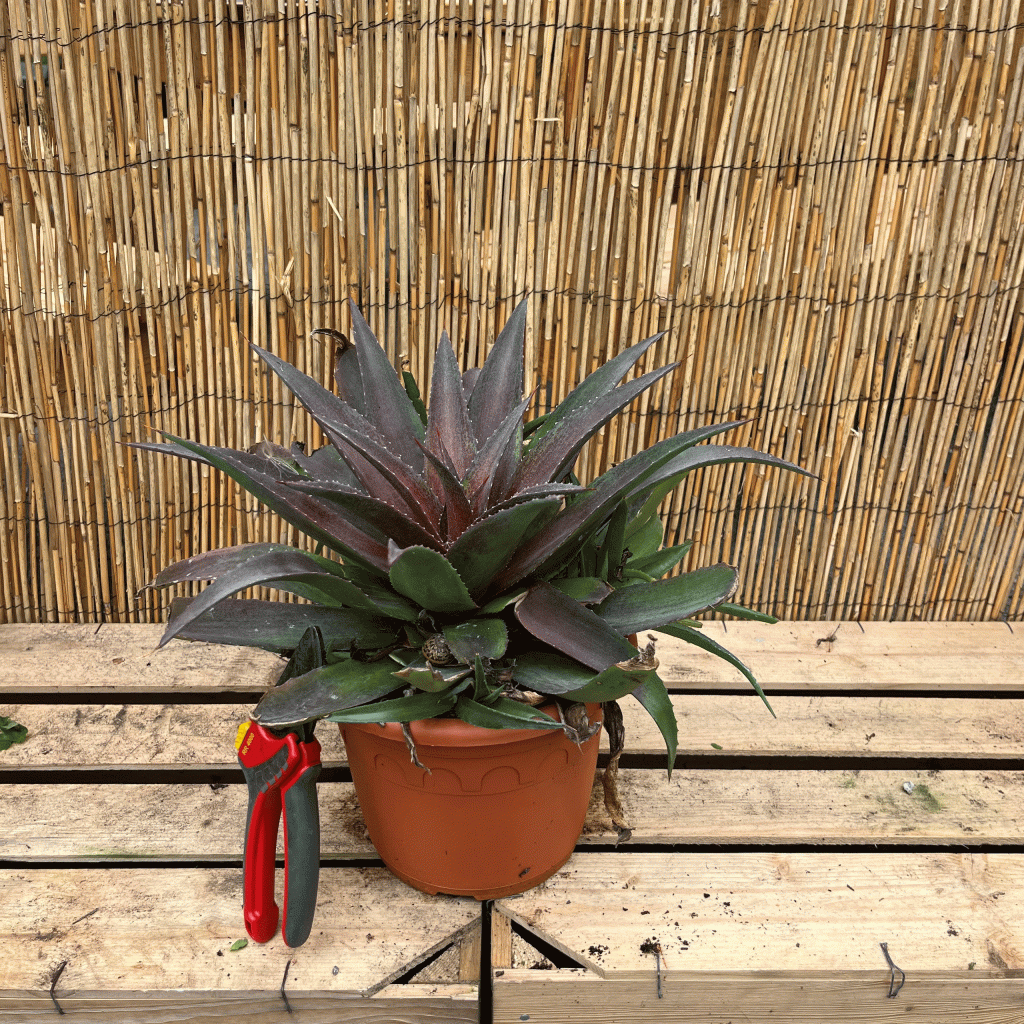 Mangave 'Red wing'