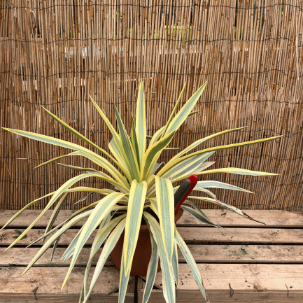 yucca gloriosa 'bright star'