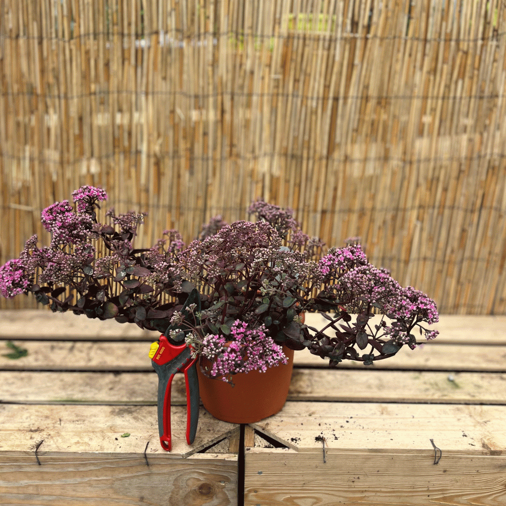 Sedum 'sunsparkler dream dazzler'