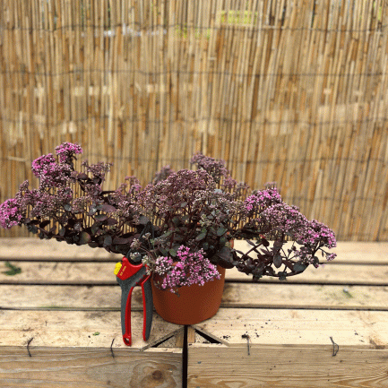 Sedum 'sunsparkler dream dazzler'