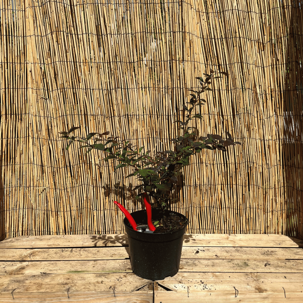 Berberis x ottawensis 'Auricoma'