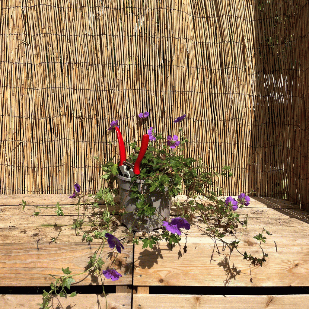Geranium rozanne