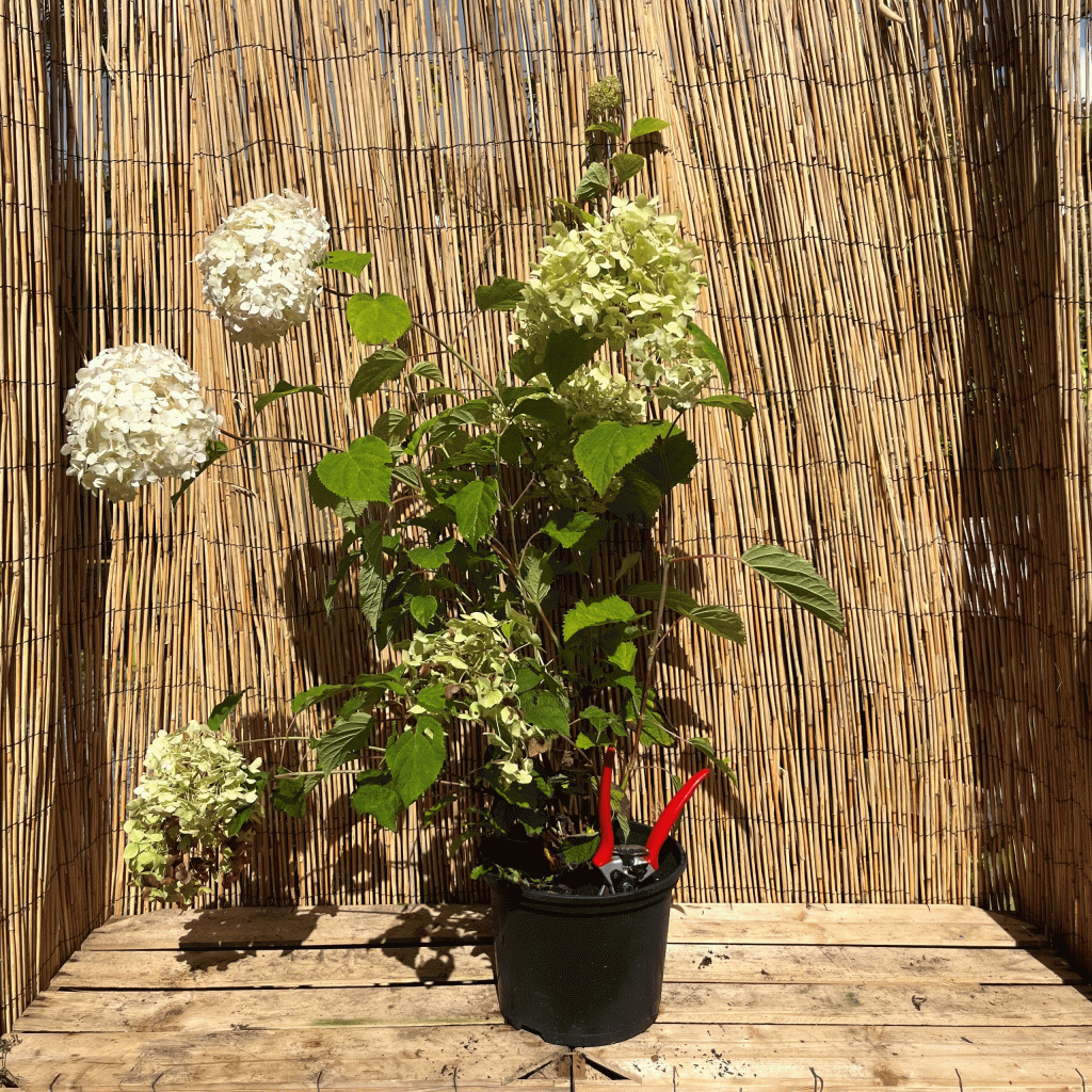 hydrangea candybelle bubblegum