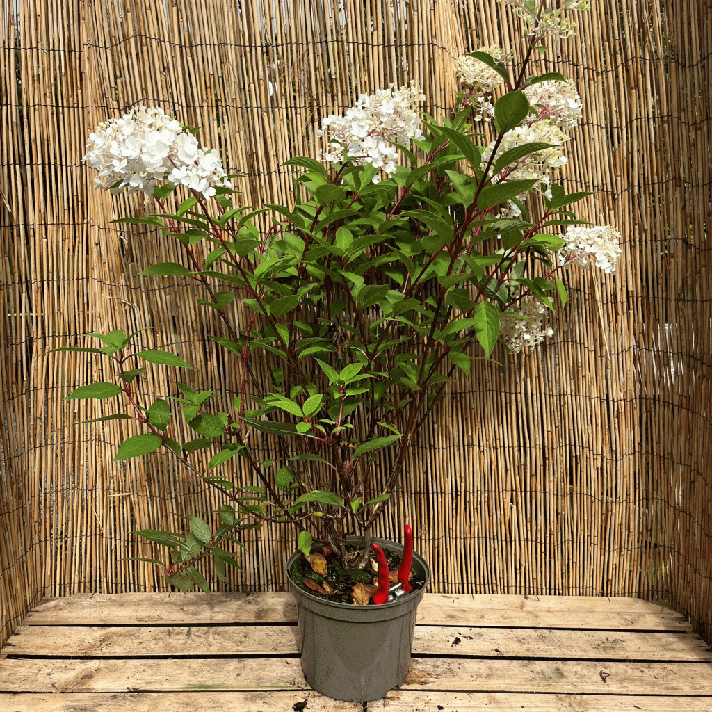 hydrangea petite flori