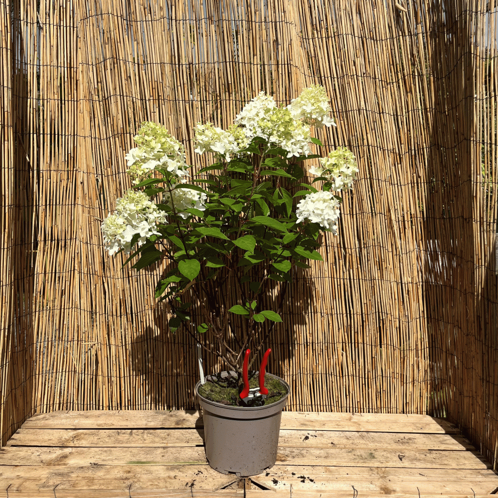 Hydrangea