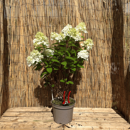 Hydrangea