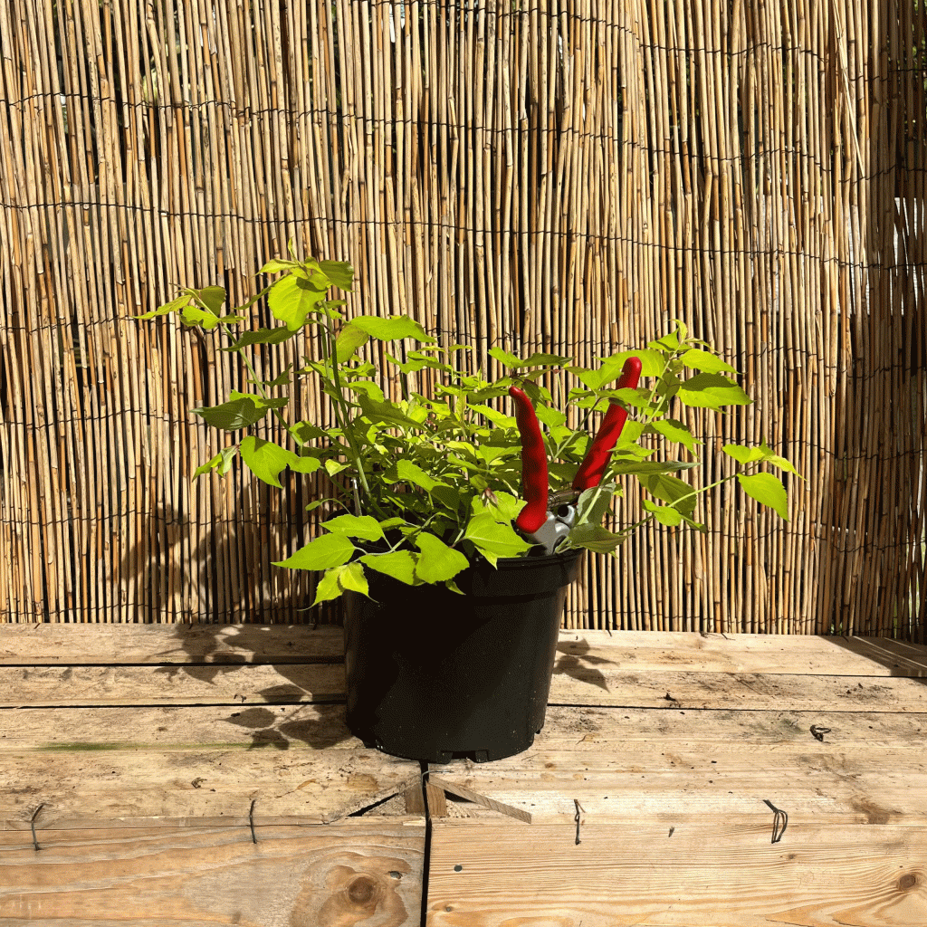 Leycesteria little lanterns