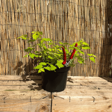 Leycesteria little lanterns
