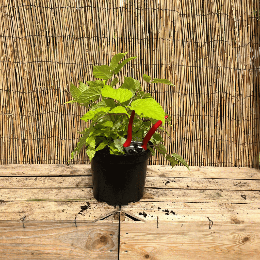 aralia cordata 'sun king'
