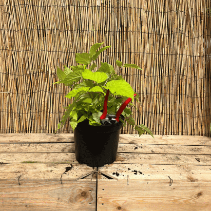 aralia cordata 'sun king'