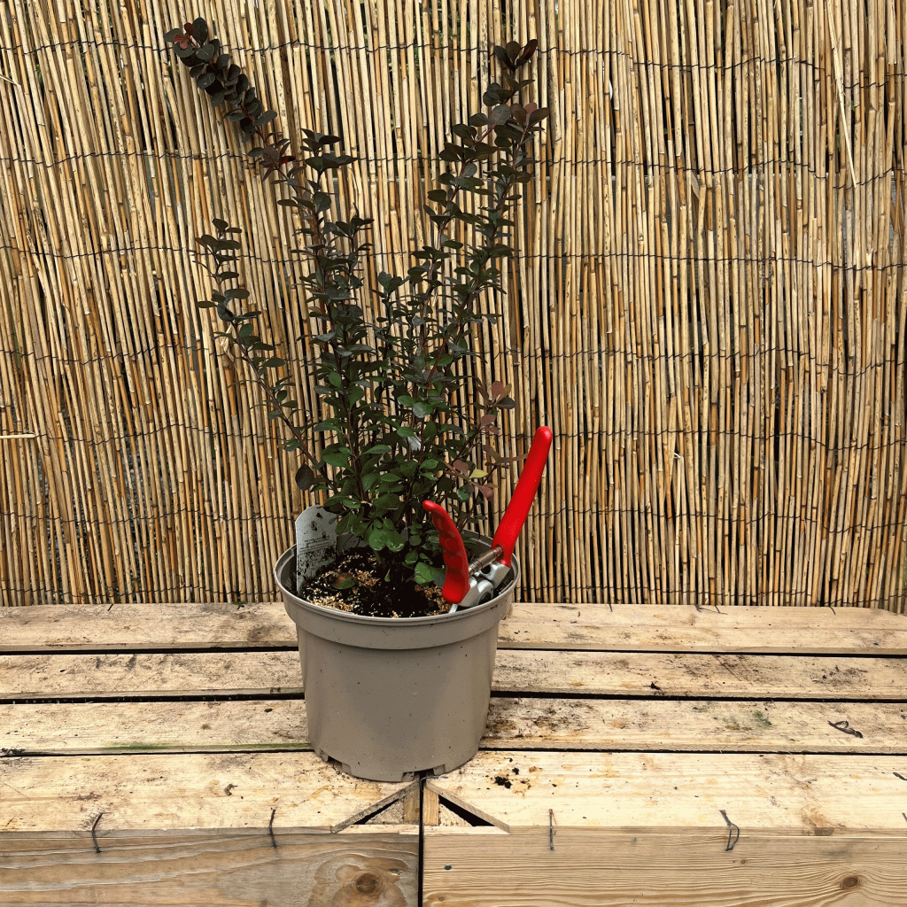 berberis chocolate summer