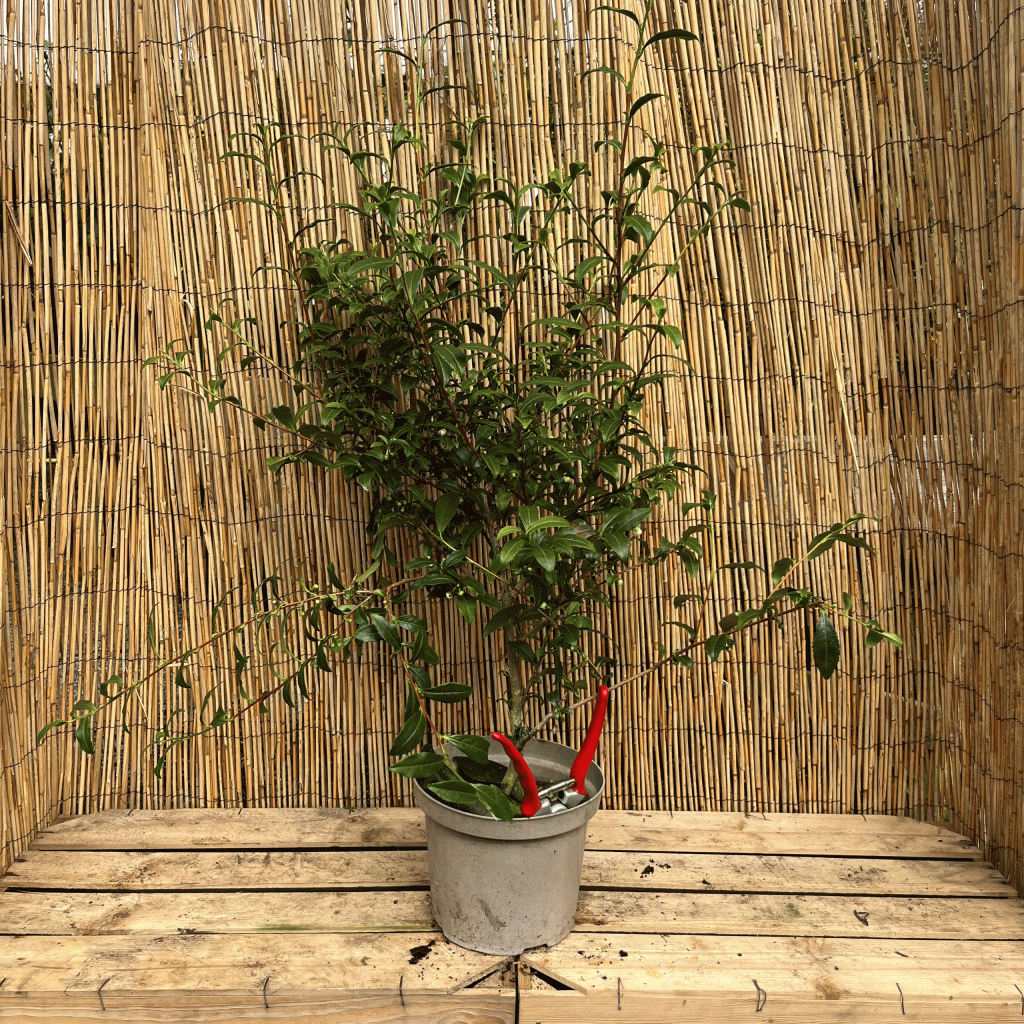 camellia sinensis