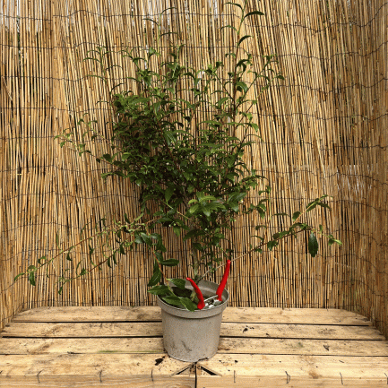camellia sinensis