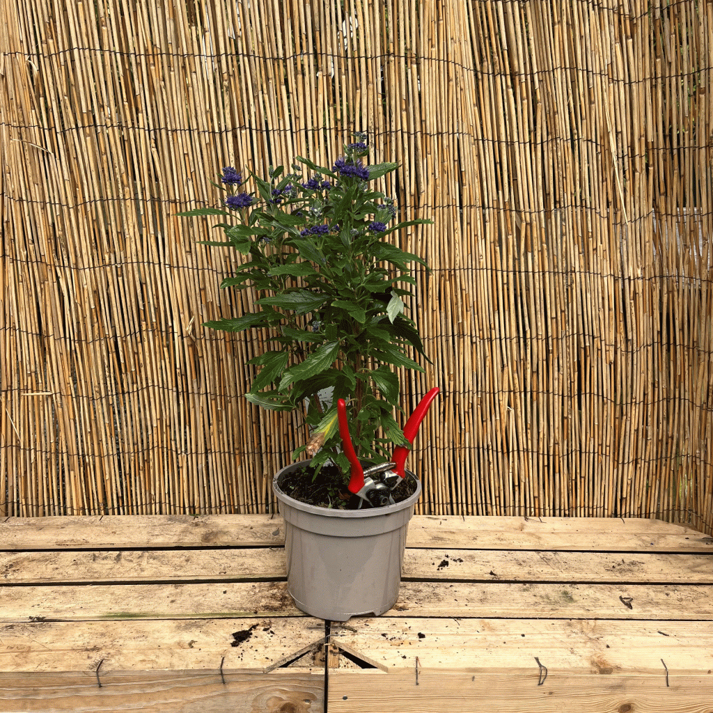 caryopteris 'camara dark blue'