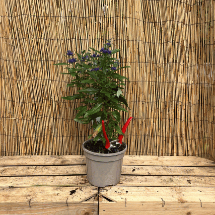 caryopteris 'camara dark blue'