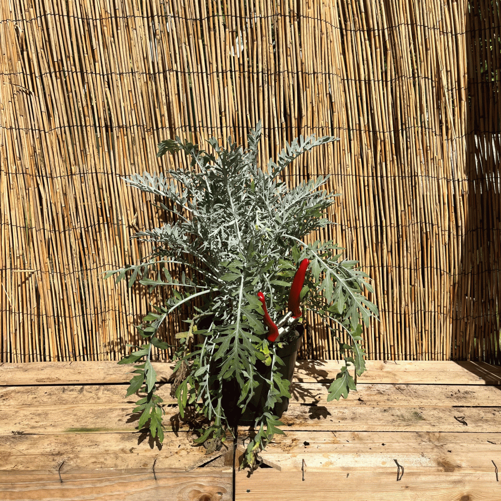 Centaurea silver feather
