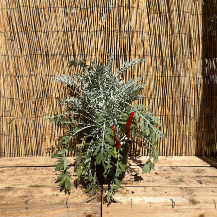 Centaurea silver feather