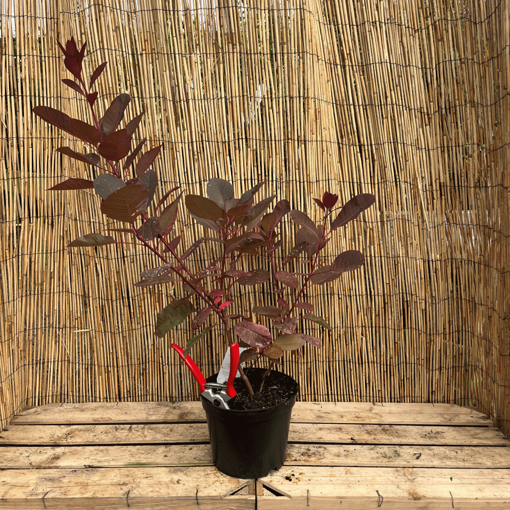 cotinus