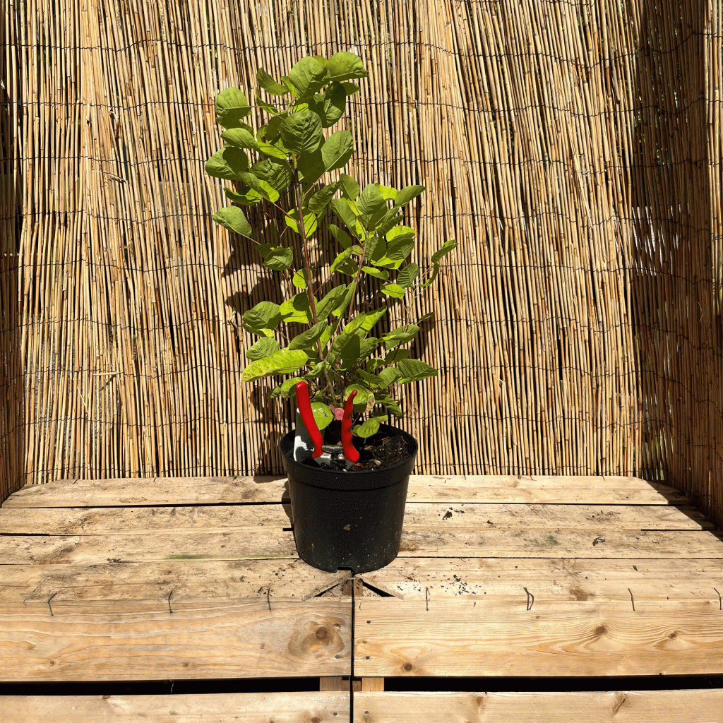 cotinus golden spirit