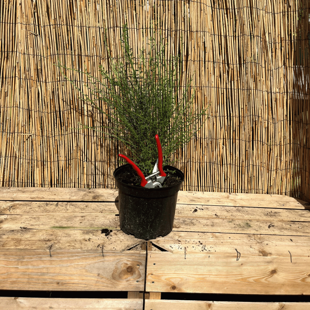 cytisus scoparius