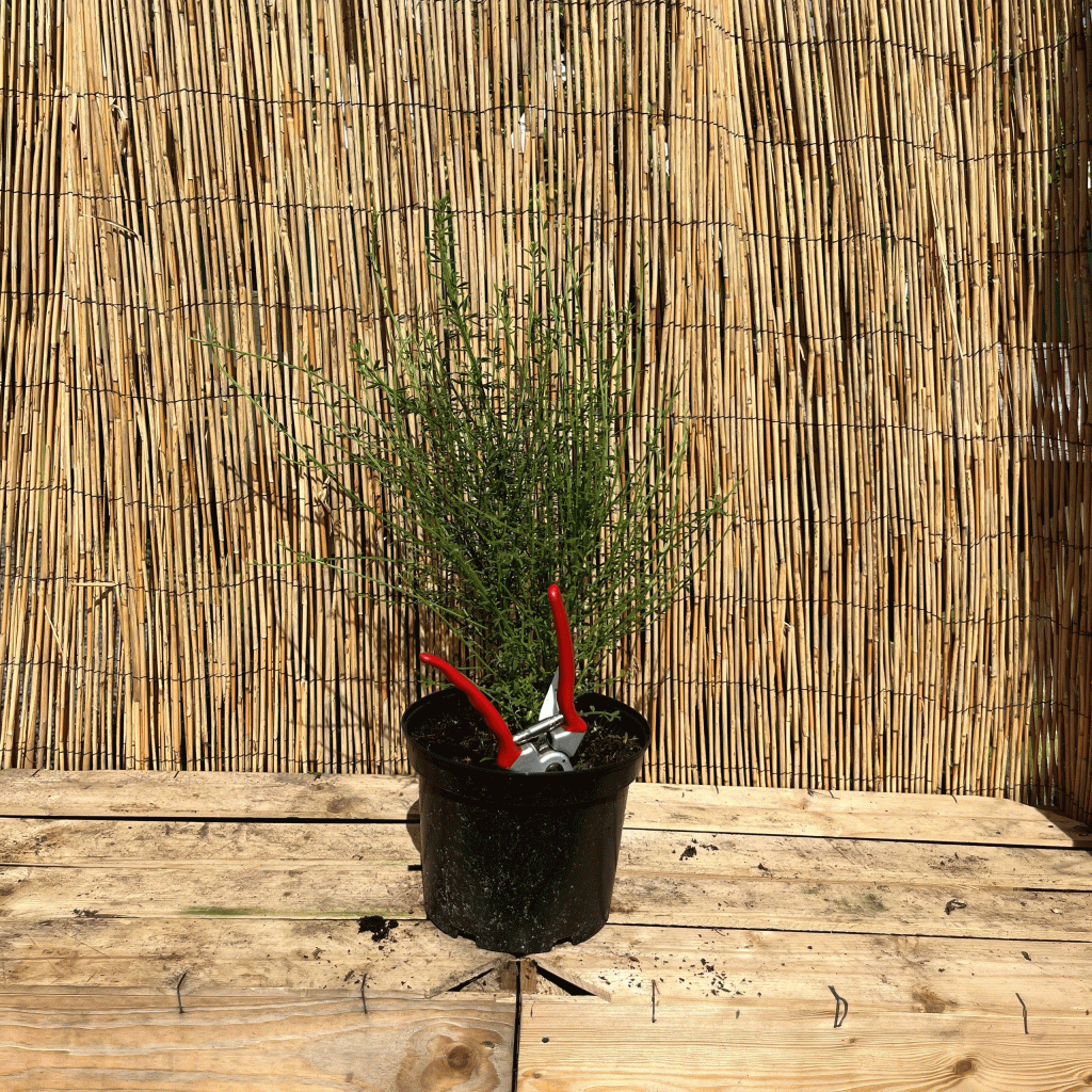 cytisus scorparius