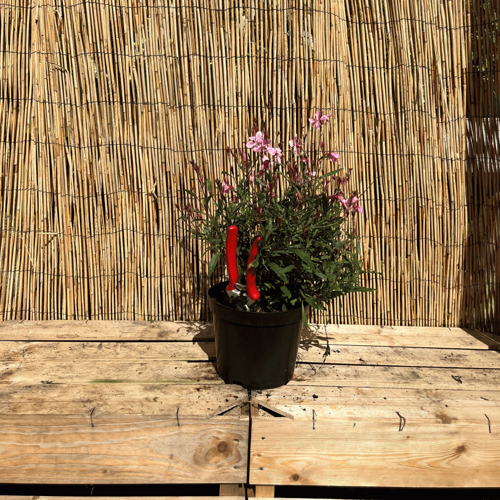 Gaura 'Flaming pink'