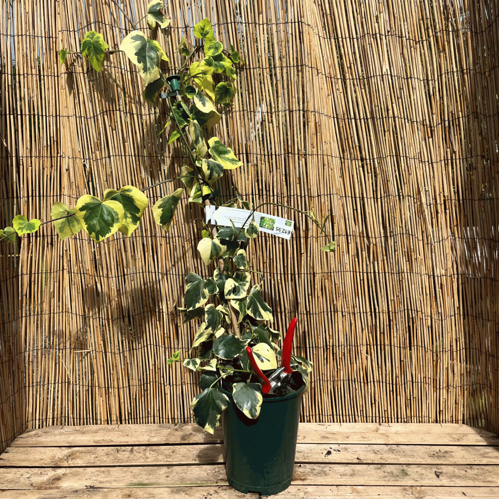 hedera colchica