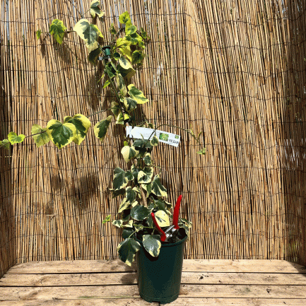 hedera colchica