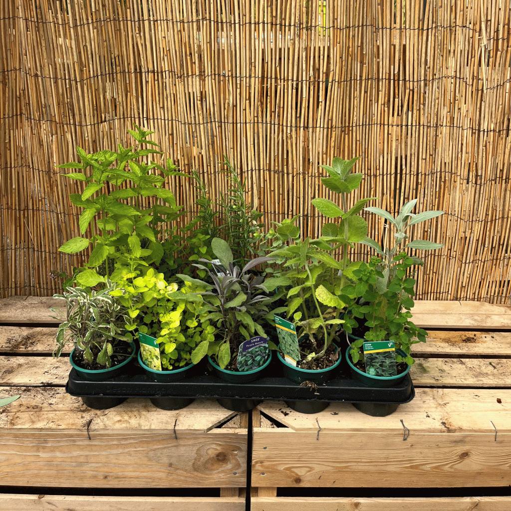 herb selection