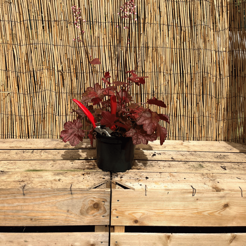 Heuchera