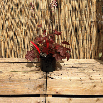 Heuchera