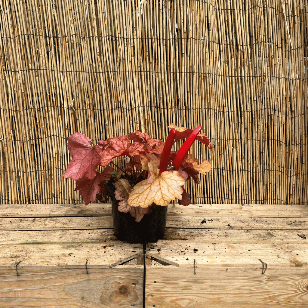 heuchera
