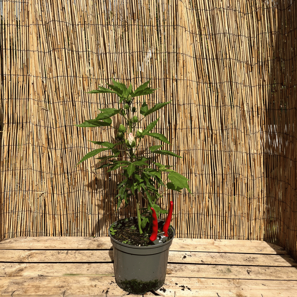 hibiscus fujin akata
