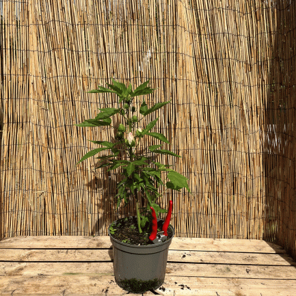 hibiscus fujin akata