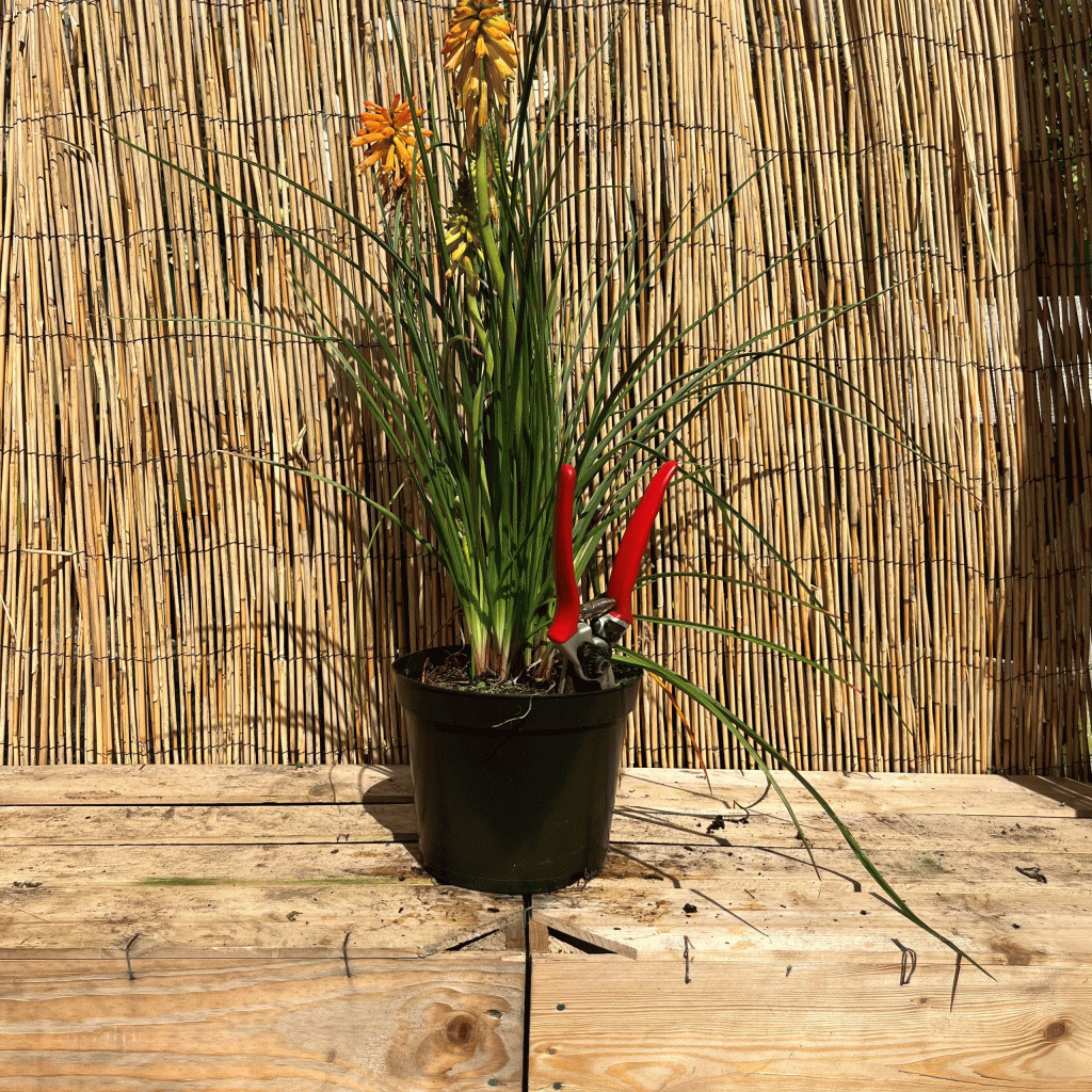 Kniphofia