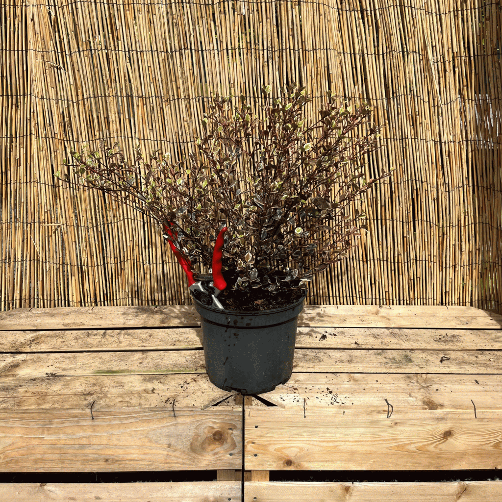 lophomyrtus golden dragon